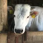 I Sassi Grossi カントリーハウス コルチャーノ